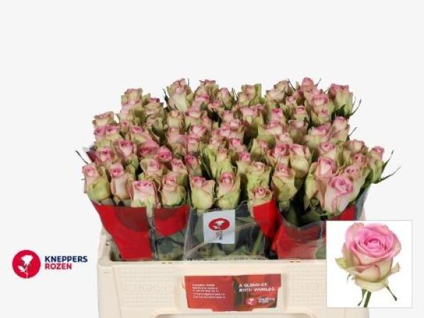 Vollsortiment - Rose - ROSA